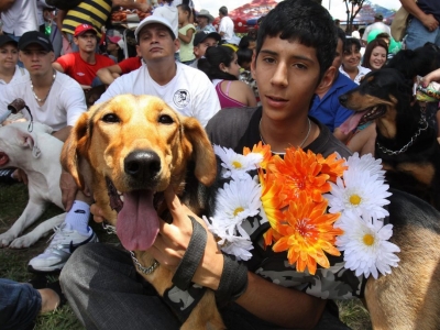 Mascotas tendrán ‘Jornada de Adopción y Donación’ en Bucaramanga