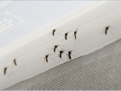 En Bucaramanga el dengue y el chikungunya están disminuyendo, pero el zika aumentó